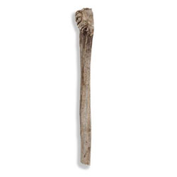 Spizzles Elk Antler Dog Chew